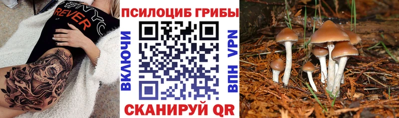 как найти закладки  Чехов  Псилоцибиновые грибы мухоморы 
